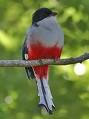 Trogon de Cuba